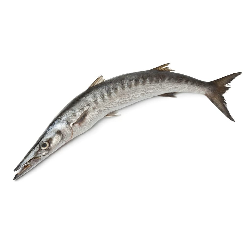 Whole Barracuda 1.5-2kg