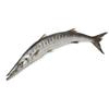 Whole Barracuda 1.5-2kg view 1