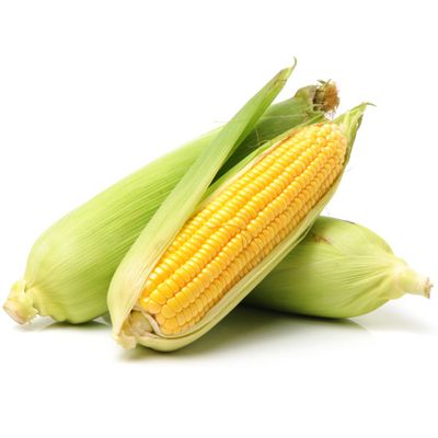 Fresh Corn on the Cob  30 Units | Husk-On Sweetcorn | Farm-Fresh, Juicy & Naturally Sweet | Ideal for Grilling, Boiling, Roasting & Catering