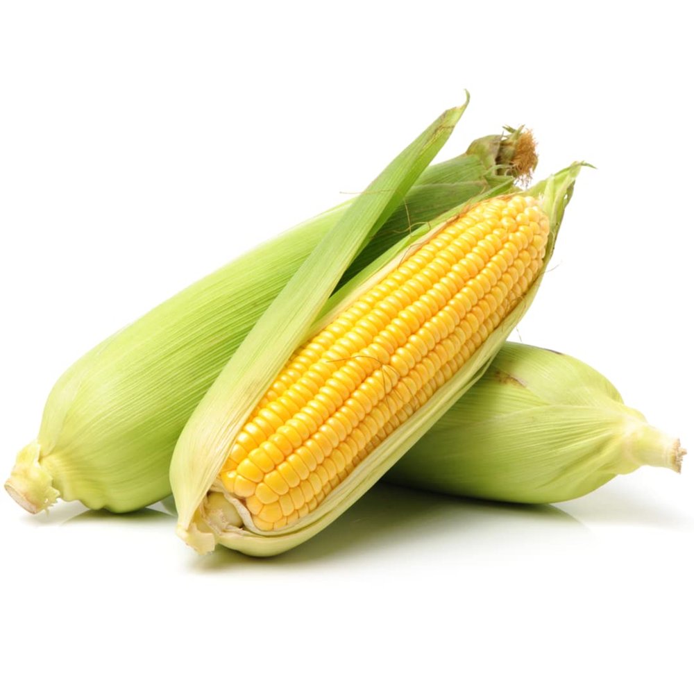Fresh Corn on the Cob  30 Units | Husk-On Sweetcorn | Farm-Fresh, Juicy & Naturally Sweet | Ideal for Grilling, Boiling, Roasting & Catering