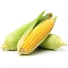 Fresh Corn on the Cob  30 Units | Husk-On Sweetcorn | Farm-Fresh, Juicy & Naturally Sweet | Ideal for Grilling, Boiling, Roasting & Catering view 1