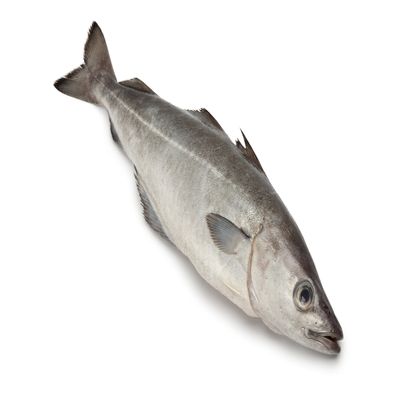 Whole Coley 2 Units 2-2.5kg each