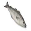 Whole Coley 2 Units 2-2.5kg each view 1