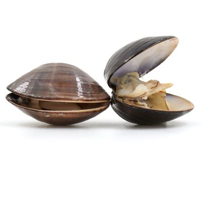American Hardshell | Cherrystone Clams 2kg