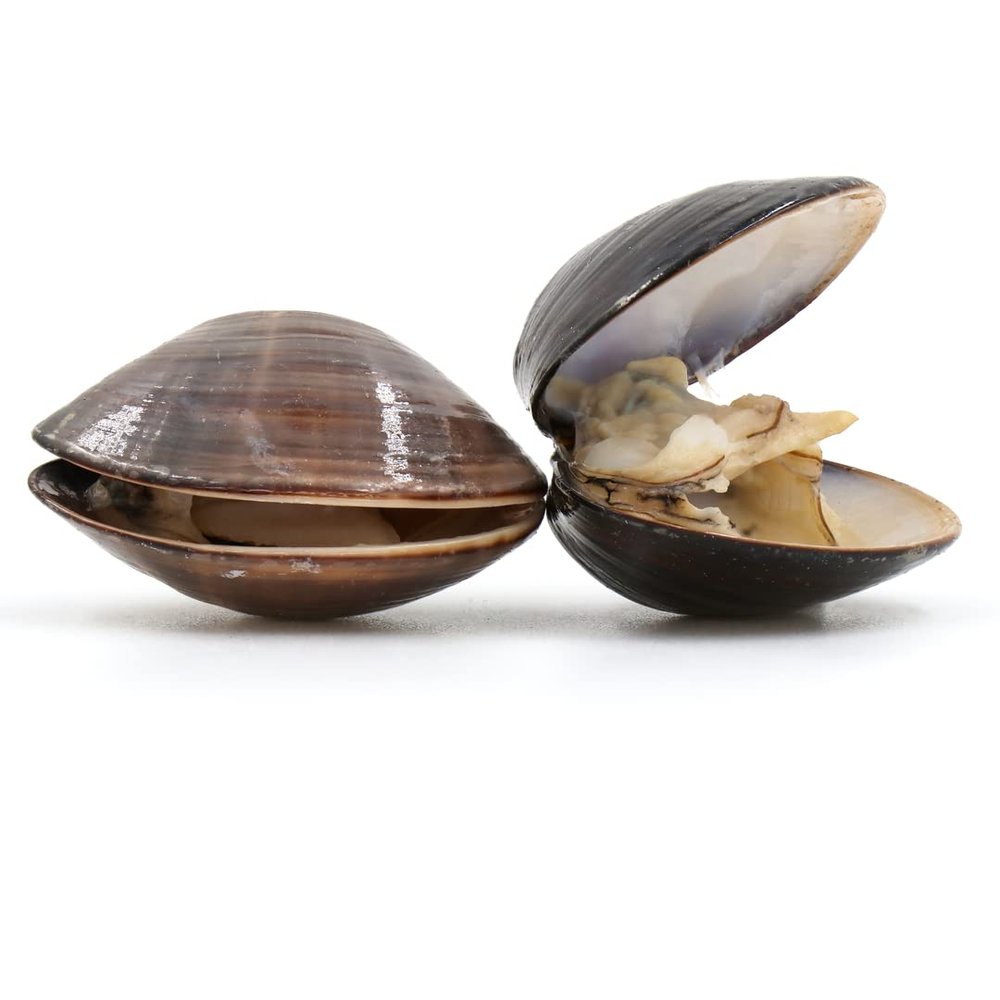 American Hardshell | Cherrystone Clams 2kg
