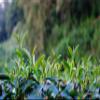 DLIC TEA Taiwan Oolong Tea Alishan Tea High Mountain Oolong Tea 150g (5.29 oz) Qingxin Oolong view 3