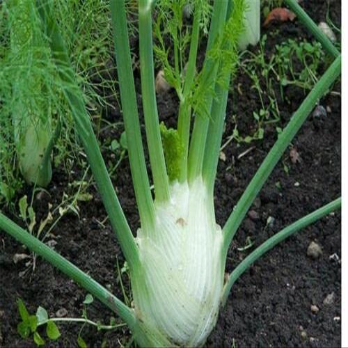 200 Seeds of Italian Fennel Finocchio Romanesco, Big & Tasty, Use it Like Celery