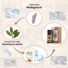 AKARZ Ravensara Essential Oil Natural Organic Pure Premium Therapeutic Ravensara Oil for Skin Body Hair Care,Diffuser, Candle,Soap,Making, DIY,Massage Aroma 10ml view 2