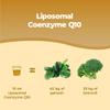 Bandini Liposomal Coenzyme Q10 Liquid 200mg | Super Strength, Vegan Friendly, Naturally Fermented - High Absorption CoQ10 CAVAQ10 | Antioxidant Ubiquinone Co Enzyme, Alternative to softgel Capsules view 4