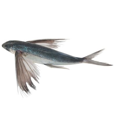 Flying Fish 2kg