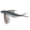 Flying Fish 2kg view 1