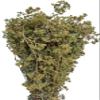 Certified Organic Greek Dried Mountain Oregano Bunch 85g - 1.95kg Origanum Vulgare (85 grams) view 3