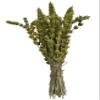 Certified Organic Greek Mountain Tea Sideritis Raeseri 85g - 1,95kg Premium Quality (220 grams) view 1