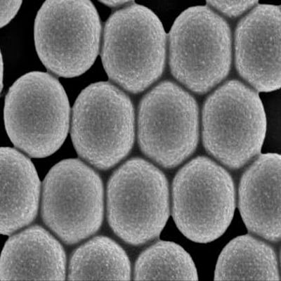 Alpha Nanotech Colloidal Silica Nanoparticles (Available from 20 nm to 1000 nm) (10 ml at 10 mg/ml, 1 um, Hydroxyl-Terminated)