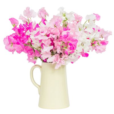 Fresh Sweet Peas Mixed 30 Stems Sweet Peas Delivery Fresh Sweet Peas Delivered Nationwide