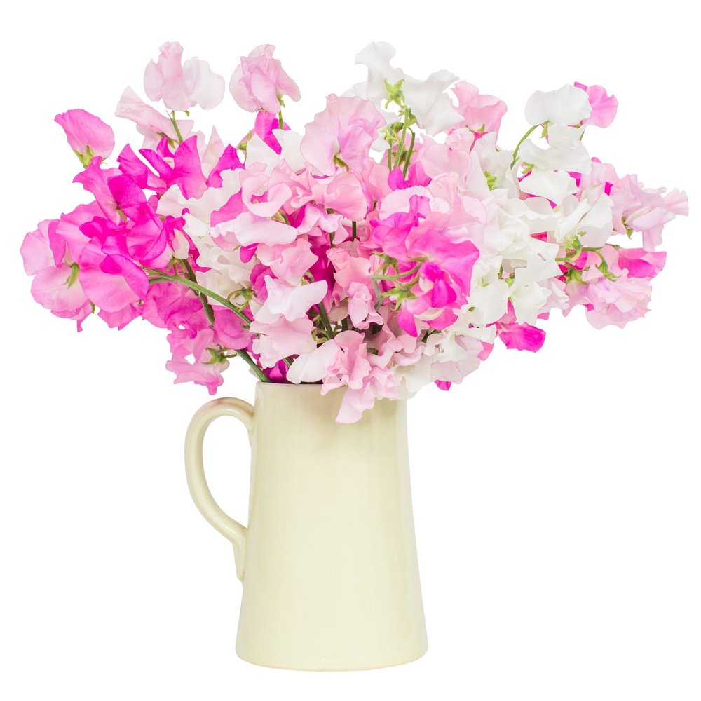 Fresh Sweet Peas Mixed 30 Stems Sweet Peas Delivery Fresh Sweet Peas Delivered Nationwide