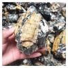 Kigauru Natural crystal rough 300/500/1000g Yellow Tourmaline Symbiotic With Black Quartz Rough Natural Crystal Stone Mineral Healing (Size : 1000g) view 4