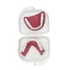 Human Teeth Model - Denture Model for The Elderly - Denture Removal Wear Demonstration Denture Brush Cleaning Kit view 2