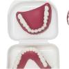 Human Teeth Model - Denture Model for The Elderly - Denture Removal Wear Demonstration Denture Brush Cleaning Kit view 4