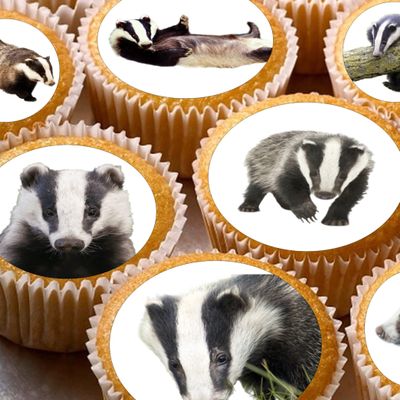 24 edible Badgers Badger British Wildlife kids childrens party decorations Iced/Icing Cupcake Topper Edible Fairy Cake Bun Toppers Round