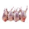 Halal Whole Quail 8 Units (4 Units x 2 Packs, ~600g Each 10%) | Freshly Frozen | Tender & Juicy Game Bird | Ideal for Roasting, Grilling & Gourmet Dishes view 1