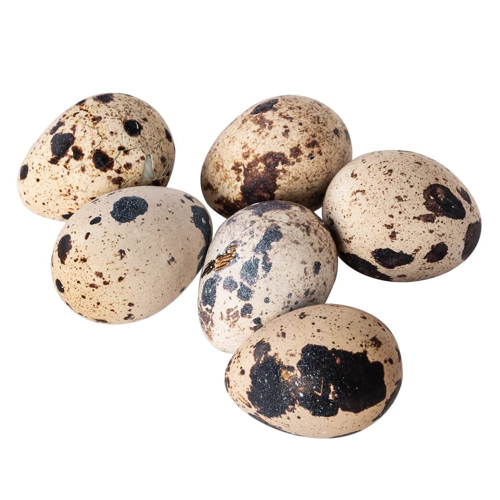 Quail Eggs 48 Pack
