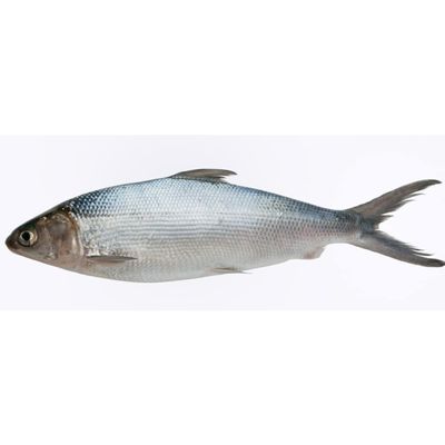 Freshly Frozen Whole Milkfish Bangus 800gr -/+10% x 4 pack