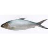 Freshly Frozen Whole Milkfish Bangus 800gr -/+10% x 4 pack view 1