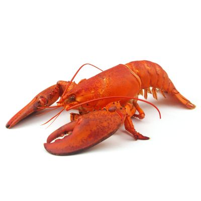 Cooked American Lobster 350-400gr
