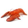 Cooked American Lobster 350-400gr view 1