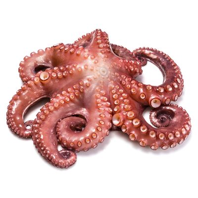 Fresh Whole Octopus 750g (10%)  Premium Wild-Caught Octopus, Tender & Flavourful, Ideal for Grilling, Boiling & Mediterranean Dishes