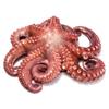 Fresh Whole Octopus 750g (10%)  Premium Wild-Caught Octopus, Tender & Flavourful, Ideal for Grilling, Boiling & Mediterranean Dishes view 1