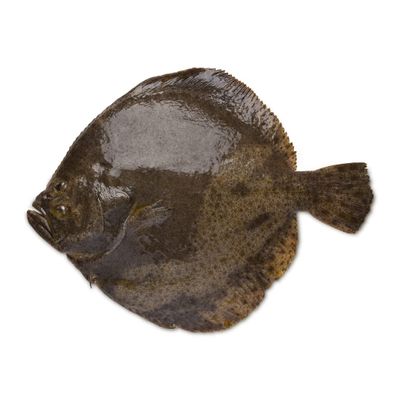 Fresh Whole Turbot 1.75kg (10%) Premium Wild-Caught Flatfish, Mild & Buttery White Fish, Restaurant-Quality Freshness, Ideal for Baking, Grilling & Fine Dining