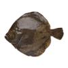 Fresh Whole Turbot 1.75kg (10%) Premium Wild-Caught Flatfish, Mild & Buttery White Fish, Restaurant-Quality Freshness, Ideal for Baking, Grilling & Fine Dining view 1