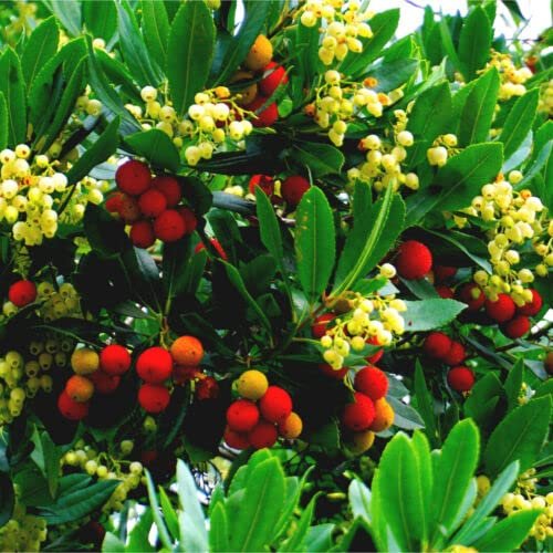1 x Compact Strawberry Tree / Arbutus Unedo Compacta in 2L Pot, Tasty Fruit