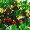 1 x Compact Strawberry Tree / Arbutus Unedo Compacta in 2L Pot, Tasty Fruit view 1