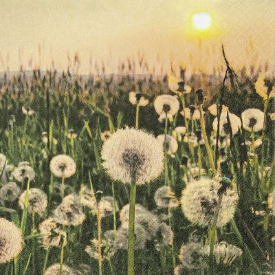20 napkins meadow full of dandelion, flowers, flower meadow, crafting, neutral, timeless, table decoration, decoupage, napkin technology, 33 x 33 cm