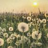 20 napkins meadow full of dandelion, flowers, flower meadow, crafting, neutral, timeless, table decoration, decoupage, napkin technology, 33 x 33 cm view 1