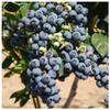 3 x Blueberry 'Herbert' Fruit Bushes in 9cm Pots, Very Tasty Edible Berries view 1