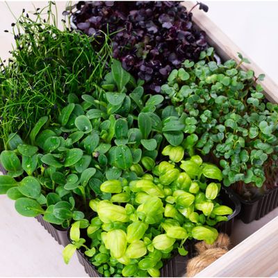 Live Growing Mixed Box Sakura | 18 Pots