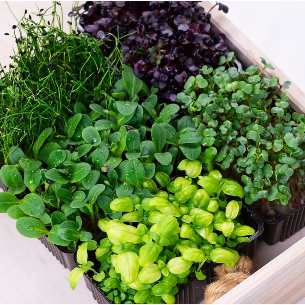 Live Growing Mixed Box Sakura | 18 Pots