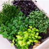 Live Growing Mixed Box Sakura | 18 Pots view 1