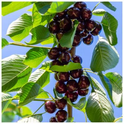 1 x Hedelfinger Cherry Tree 3-4ft Tall, in 6L Pot,Ready to Fruit,Sweet Dark Cherries