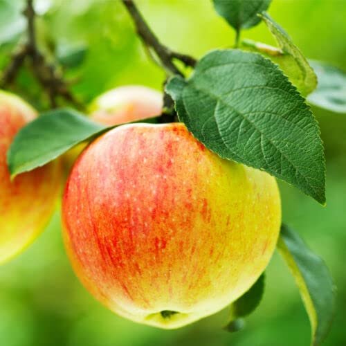 1 x Jonagold Apple Tree 4-5ft 6L Pot Ready to Fruit Juicy, Sweet Apples