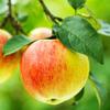 1 x Jonagold Apple Tree 4-5ft 6L Pot Ready to Fruit Juicy, Sweet Apples view 1