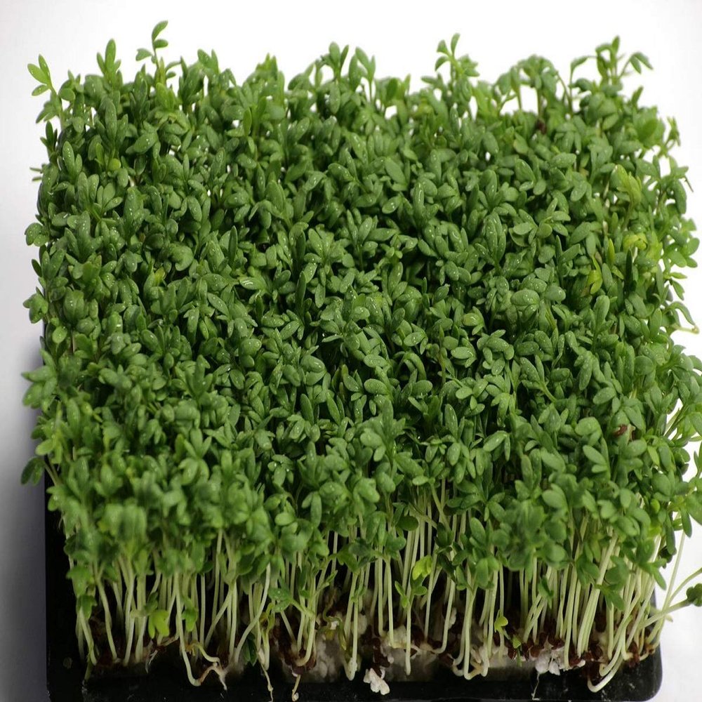 Hot & Spicy Micro Greens (1kg)
