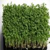 Hot & Spicy Micro Greens (1kg) view 1