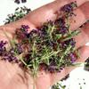 Edible Freeze Dried Purple Alyssum Flowers - 200ml - UK Grown & Dried - Cake - Bake - Decoration (459) view 2