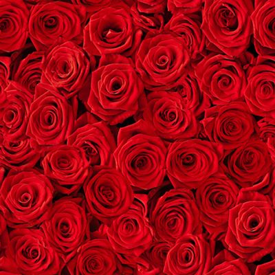 ti-flair 20 Red Rose Bed Roses Flowers Wedding Napkins 33 x 33 cm, 3-Ply Paper, FSC Certified, Perfect for Decoupage or Decoupage, Ideal for Professional Use