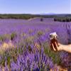Organic Lavender Honey  Raw & Unfiltered  100% Natural Floral Honey from Lavender Blossoms  No Additives  900g Glass Jar view 4